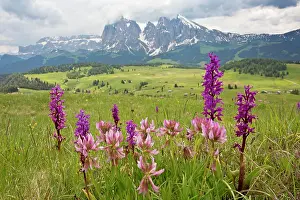 Seiser: Early Purple Orchids with Alpine Clover in flowery