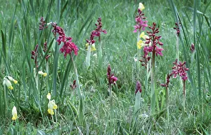 Orchids: EARLY PURPLE ORCHIDS - and Cowslips and Van Syon Narcissus