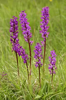 Orchis: Early Purple Orchids group in flower in grassland