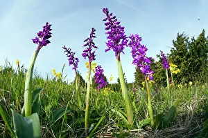 Orchis: Early Purple Orchids, growing on meadow in nature