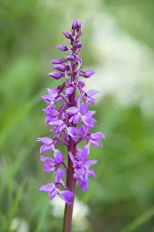 Verge: Early Purple Orchids - growing on a Norfolk roadside verge