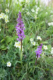 Verge: Early Purple Orchids - with Primroses growing on