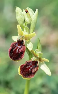 Sphegodes: Early Spider-orchid