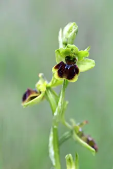 Ophrys: Early Spider Orchid