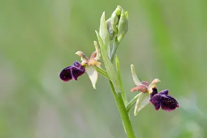 Ophrys: Early Spider Orchid