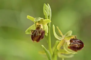 Ophrys: Early Spider Orchid