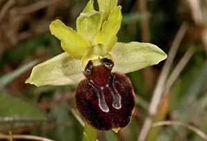 Orchids: Early Spider-orchid - in flower on limestone grassland
