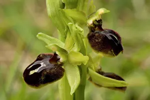 Sphegodes: Early spider orchid, growing on the Dorset coast