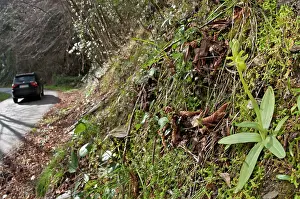 Ophrys: Early Spider Orchid near road
