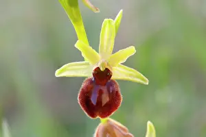 Neusiedl: Early spider orchid (Ophrys sphegodes), flower