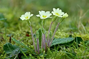 Primroses: Early spring Primroses - flowering in March