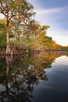 Johns: Early spring view of cypress trees reflecting on