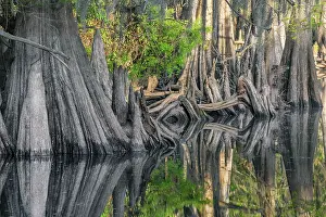 Johns: Early spring view of cypress trees reflecting on