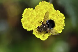 Pollinator: Early Tachinid Fly