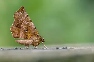 160118: Early Thorn Moth - Second Generation - Cornwall - UK