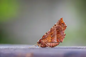 Thorn: Early Thorn Moth - UK