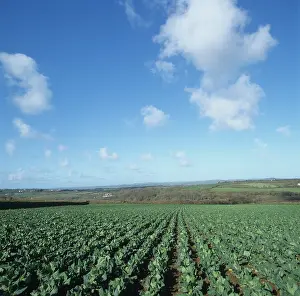 Cabbages: Early UK crop of spring greens
