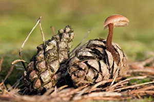 Nuenen: Earpick Fungus