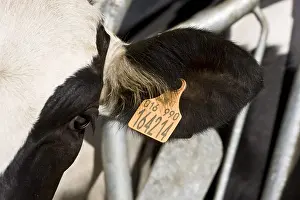 Stalling: Earring of a Holstein cow in a feeding stall Italy