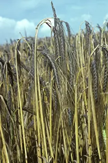 Ethiopian: Ears of black barley, Ethiopian variety