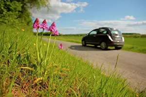 Ears: Ears of Pyramidal Orchid flowers (Anacamptis pyramidalis)