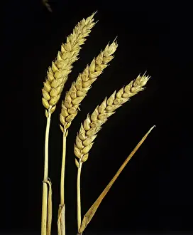Cereals: Ears of ripe wheat