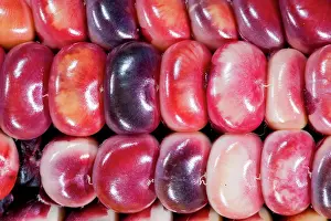 Released: Two ears of Vadito Blue corn (Zea mays)