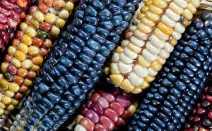 Released: Two ears of Vadito Blue corn (Zea mays)