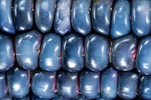 Released: Two ears of Vadito Blue corn (Zea mays)
