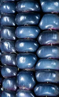 Released: Two ears of Vadito Blue corn (Zea mays)