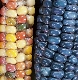 Released: Two ears of Vadito Blue corn (Zea mays)