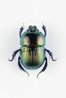 Coleoptera: Earth-boring Dung Beetle