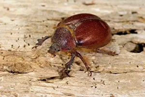 Coleoptera: Earth-Boring Dung Beetle