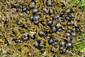 Dung: Earth-boring Dung Beetle (Geotrupes sp.) several