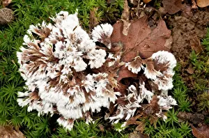 Penicillata: An Earth Fan - on moss - in old woodland