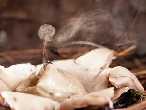 Equatorial: Earth star fungus (Geastrum fimbriatum) expelling