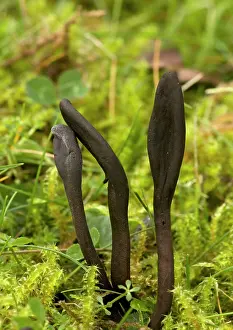 Spindle: Earth tongues - showing tongue-like spindle, in
