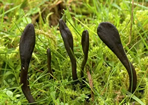 Spindle: Earth tongues, showing tongue-like spindle, in old grassland