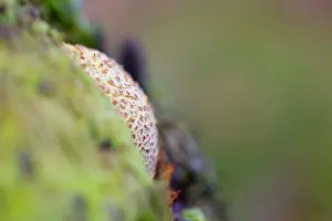 Earthball: Earthball - Autumn