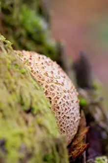 Earthball: Earthball - Autumn