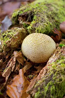 Earthball: Earthball - Autumn