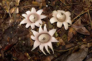 Augustin Esmoris: Earthstar (Geastrum sp.) growing in the paranaense
