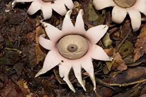 Augustin Esmoris: Earthstar (Geastrum sp.) growing in the paranaense