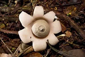 Augustin Esmoris: Earthstar (Geastrum sp.) growing in the paranaense