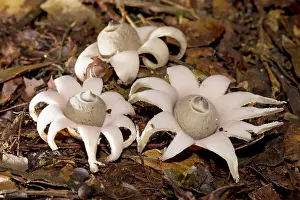 Augustin Esmoris: Earthstar (Geastrum sp.) growing in the paranaense