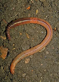Lumbricus: EARTHWORM