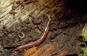 Earthworms: EARTHWORM