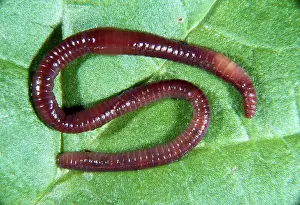 Earthworms: EARTHWORM