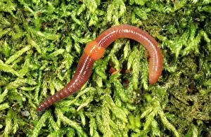 Earthworms: EARTHWORM
