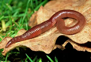 Earthworms: Earthworm